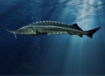 Ban on Caspian Sturgeon Harvest Extended by One Year