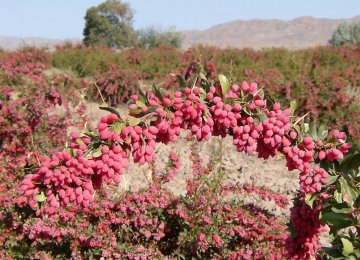 Iran Accounts for 98% of World Barberry Output