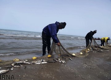 Caspian Boney Fish Harvest Rises by 11% in Two Months  