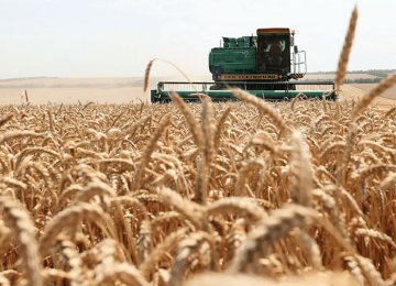 Wheat Production to Decline Due to Drought, Extreme Cold 