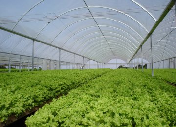 Iran Greenhouse Exports Earn $350 Million in 9 Months