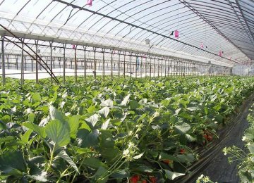 Iran Plans to Establish Over 2,700 ha of Greenhouses by Yearend