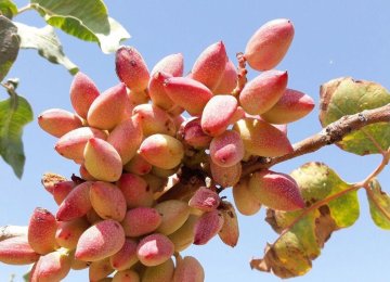 Drought Taking Toll on Iran’s Main Pistachio Production Hub