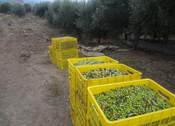 20% Rise in Iran Olive Oil Production Expected This Year