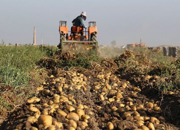 30% Decline in Potato Production 
