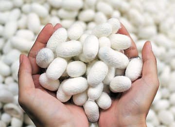 Silk Cocoon Production Breaks 14-Year Record