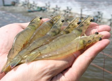 Shrimp Farms Expand 12% to Exceed 13,000 Hectares