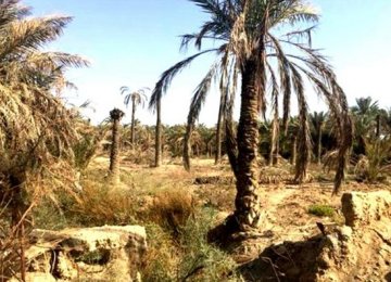 Official Raises Alarm Over Smuggling of Date Palms