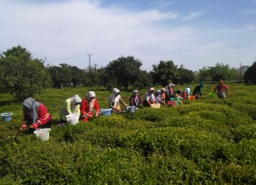 Q1 Tea Exports Top 1,600 Tons 