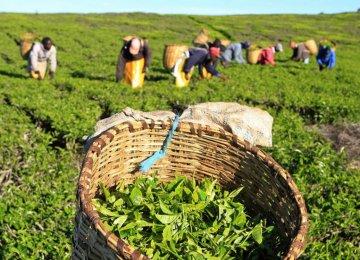 Rise in Guaranteed Tea Purchase Prices