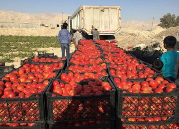 6.3m Tons of Tomatoes Produced Since March 20 