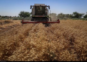 Land Under Wheat Cultivation Reaches 6 Million Hectares