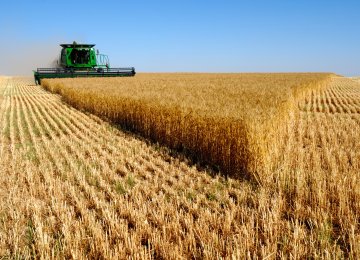 Local Wheat Purchases Hit 5 Million Tons Worth $1.7 Billion