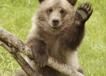 Bear Cub Dies in Car Crash