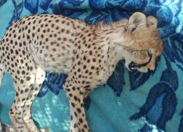 Cheetah Cub Hit by Car