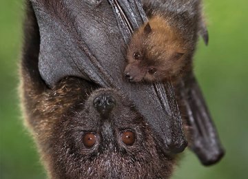 Habitat Destruction Threatens Iranian Bats 
