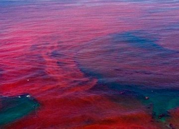 Chabahar Waters Overrun by Red Tide 
