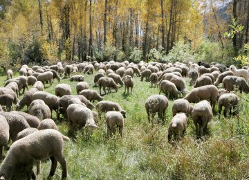 Pastures Threatened by Overgrazing 