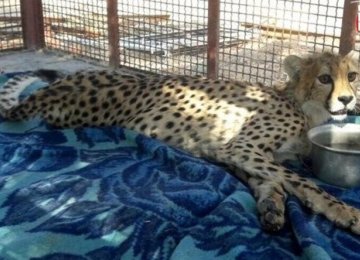 Asiatic Cheetah Cub Dies of  Injuries From Road Crash 