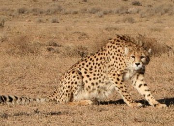 Miandasht Cheetah Refuge Merits Special Attention 