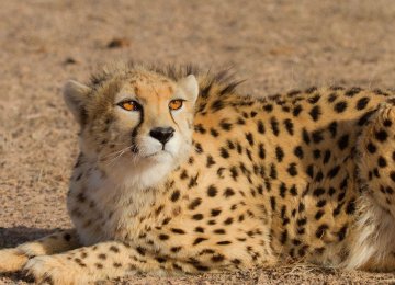 UN Upholds Support for Cheetah Conservation  