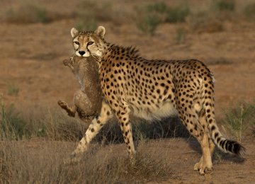 DOE to Exhaust All Possibilities to  Save Asiatic Cheetah From Extinction	