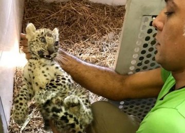 Leopard Cub Freed From Smugglers&#039; Clutches  