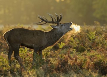 Moves to Discourage  Deer Calling Pay off 