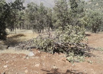 Human Activity Squeezing  Nature Reserve in Fars  