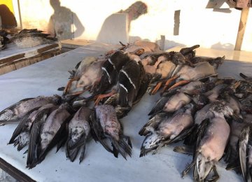 1 Million Wild Birds Killed  in Fereydounkenar Annually 