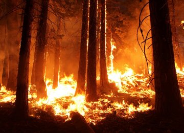 Iran&#039;s Forest Fires  on a Downtrend 