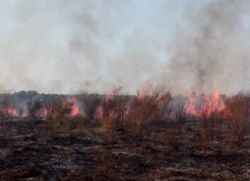 Fire Rips Through Miankaleh  Protected Area Once Again 