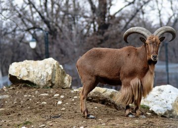 Genetic Admixture to Augment Wildlife Population in Hamedan 