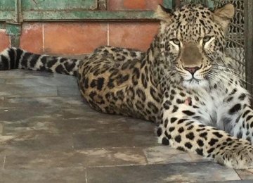 Experts Team Up to  Save Ill Persian Leopard 