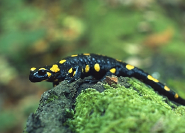The population of the Azerbaijan newt has been recorded in West Azerbaijan Province.