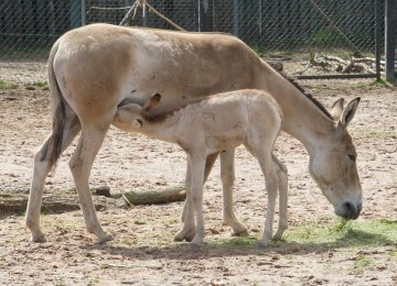 Persian Onager Population Up a Notch 