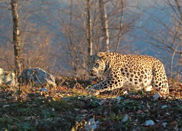 Persian leopard is listed as endangered on the IUCN Red List.