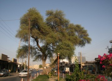 Old Tree Officially Recognized as Part of National Heritage