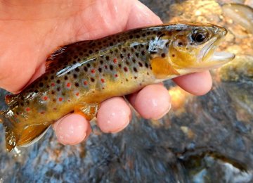 Project to Protect Brown  Trout Paying Dividends 