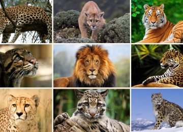 Wildlife Day Spotlights Majestic Big Cats