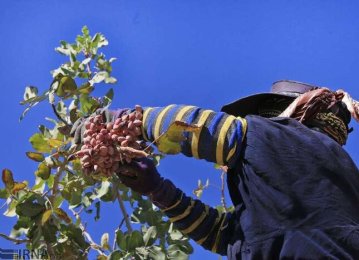 Pistachio No Longer Top Non-Oil Export Commodity