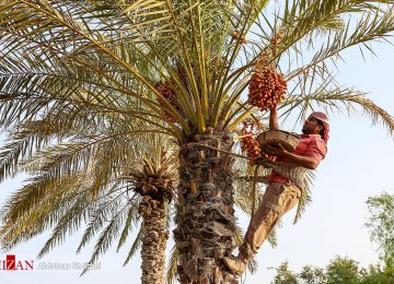 Iranian Date Exporters Slam New Tariff Increase 