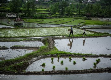 Iran Rice Production Hits 2.6m Tons