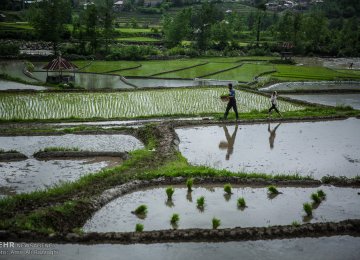 Iran: Rice Self-Sufficiency This Year 