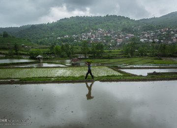 Rice Imports Decline by 48% in Five Months 