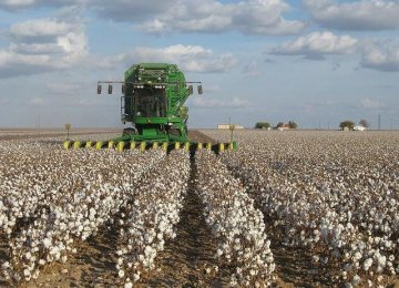 Drought Causes Decline in Cotton Production