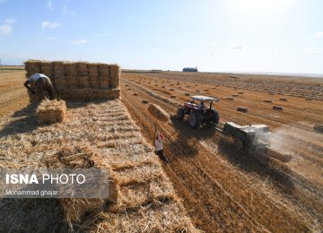 Wheat Imports Drop 40% as Local Purchases Rise 60%