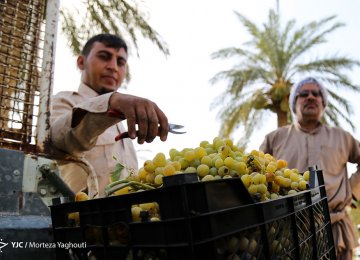 Iran Agrifood Exports Up 7.9%, Imports Fall 4.5 Percent 