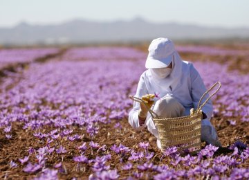 $35m in Loans to Shore Up Saffron Production, Exports