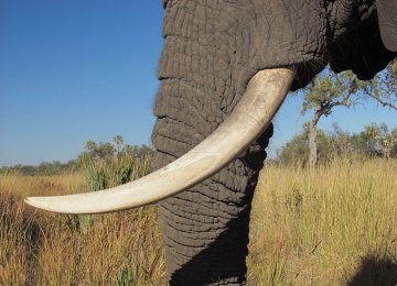 China Bans Ivory Imports